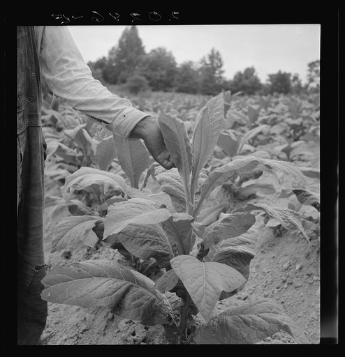 Negro tenant topping tobacco. Person County, North Carolina