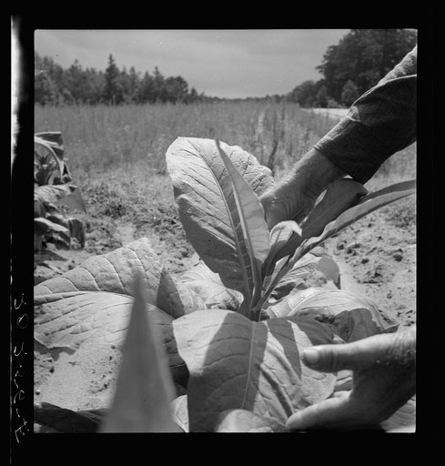 White owner topping tobacco plant. Person County, North Carolina