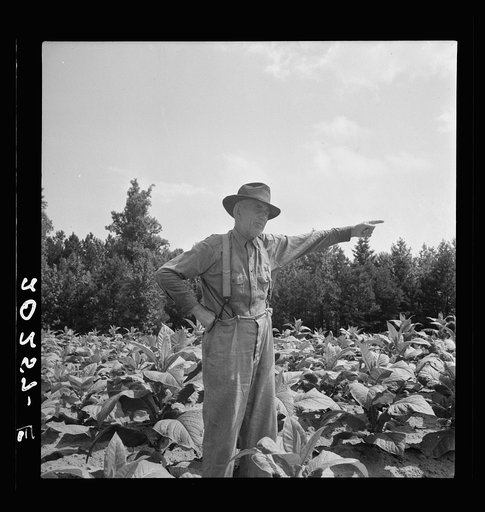 Tobacco farmer, owner of 100 acres. Person County, North Carolina