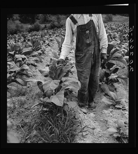 Negro tenant topping tobacco. Person County, North Carolina