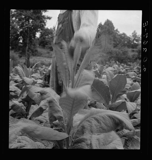Untitled photo, possibly related to: Negro tenant topping tobacco. Person County, North Carolina