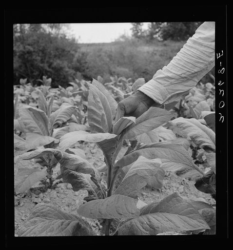 Negro tenant topping tobacco. Person County, North Carolina