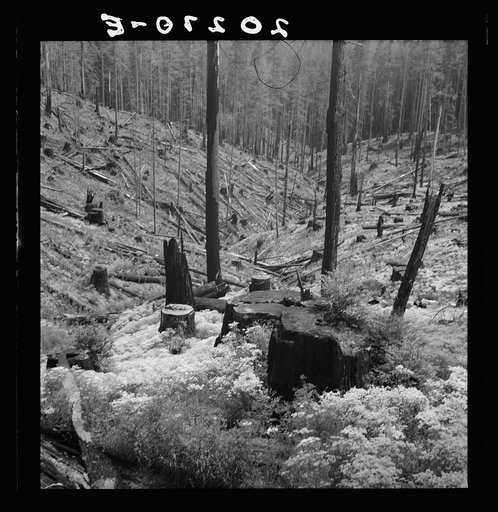 Untitled photo, possibly related to: Logged over land along U.S. 99. Southern Oregon