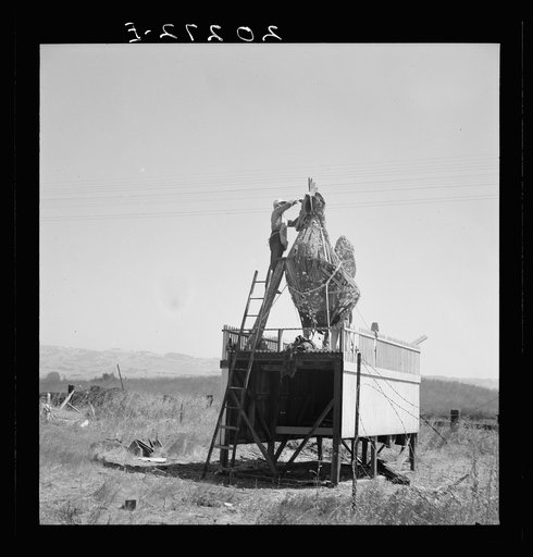 Roadside sculpture (under repair) on U.S. 101, entering Petaluma. "The kingdom of ten million leghorns." Elderly local, "engineer who can build anything," does the work. Califormia, Petaluma, Sonoma County