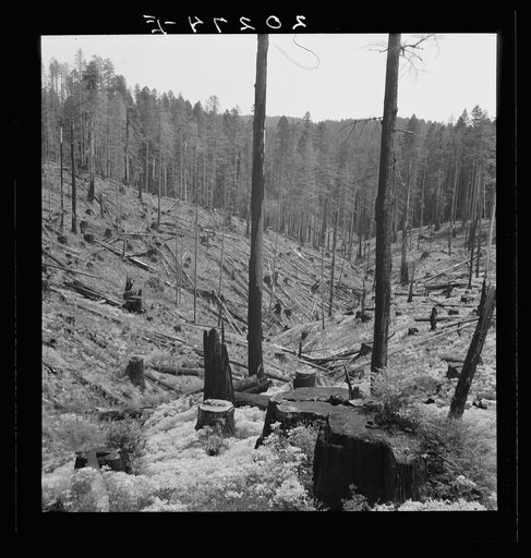 Logged over land along U.S. 99. Southern Oregon