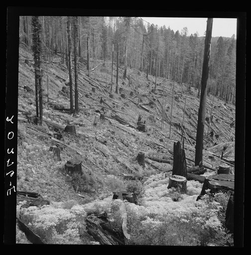 Logged over land along U.S. 99. Southern Oregon