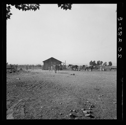Untitled photo, possibly related to: Chris Adolf, his team, and six of his children on their new farm. Washington, Yakima Valley, near Wapato