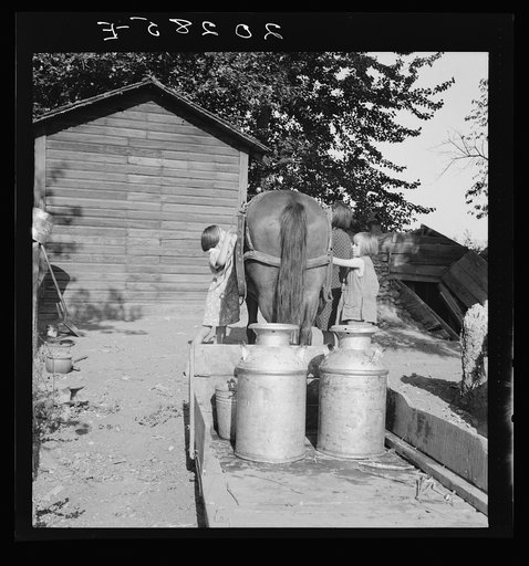 All Chris Adolf's children are hard workers on the new place. Yakima Valley, Washington