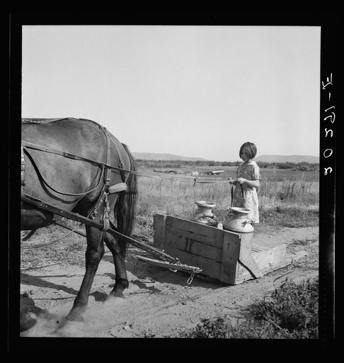 Untitled photo, possibly related to: All Chris Adolf's children are hard workers on the new place. Yakima Valley, Washington. Farm of Rehabilitation Administration borrower