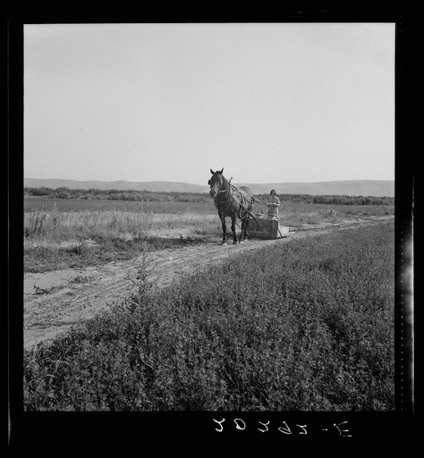 Untitled photo, possibly related to: All Chris Adolf's children are hard workers on the new place. Yakima Valley, Washington. Farm of Rehabilitation Administration borrower