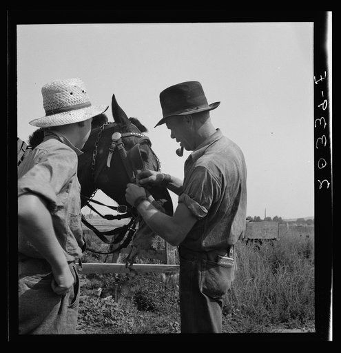 Hired man helps the farmers' oldest boy on the Myers farm. Washington, near Outlook, Yakima County