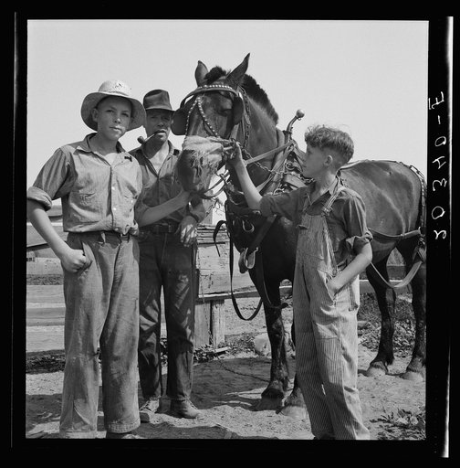 Untitled photo, possibly related to: Hired man helps the farmers' oldest boy on the Myers farm. Washington, near Outlook, Yakima County