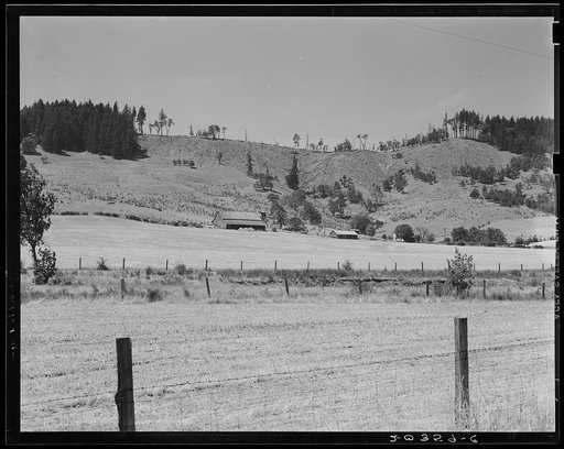 Grain farm. Note how timber has been cut from the ridge. Oregon, near Yoncalla, Douglas County