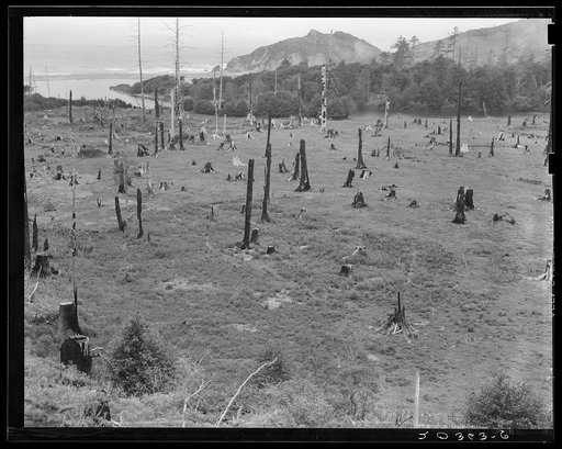 Cut-over land, part of stump ranch. California, Orick, Humboldt County