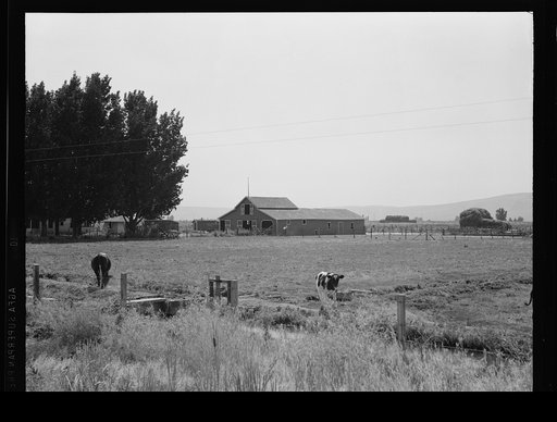 Washington, Yakima Valley, west of Toppenish. On tenant purchase program (Farm Security Administration) client E. Houston. Irrigated pasture, cows, barn on Houston farm. A younger couple were tenant farmers for seven years, now have their own farm, eighty acres, price seven thousand five hundred and