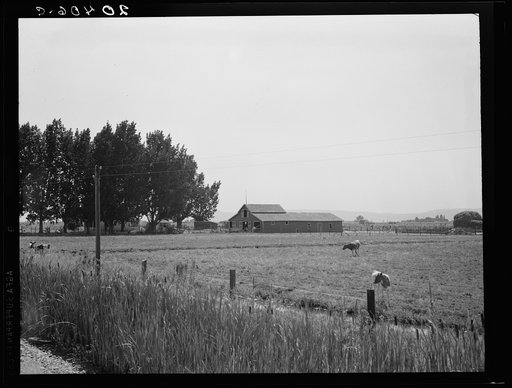 Untitled photo, possibly related to: Washington, Yakima Valley, west of Toppenish. On tenant purchase program (Farm Security Administration) client E. Houston. Irrigated pasture, cows, barn on Houston farm. A younger couple were tenant farmers for seven years, now have their own farm, eighty acres, 