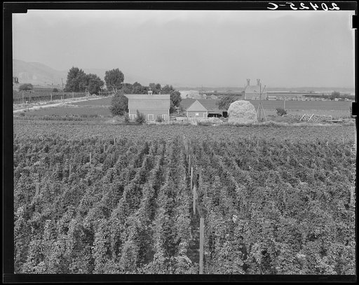 Washington, Yakima Valley. Looking down on hop yard on French-Canadian farm. Three weeks before picking time. (Note hop kiln (2 stacks), right backyard)