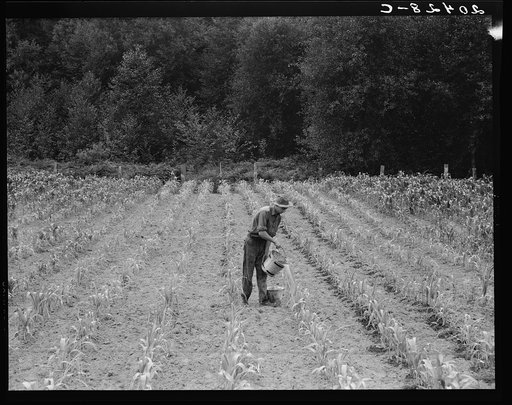 Western Washington, Grays Harbor County, northeast of Elma. Hand irrigation on small rented subsistence farm. Family have been on place for one year