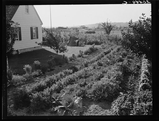 Washington, Cowlitz County, Longview. On the Longview homestead project