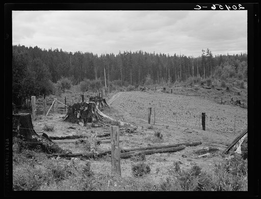 Washington, Western. Thurston County, near Michigan Hill. Another view of stump farm