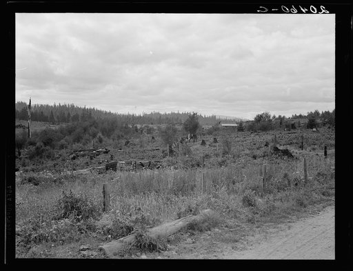 Western Washington, Thurston County, Michigan Hill. Another stump farm near Arnold place