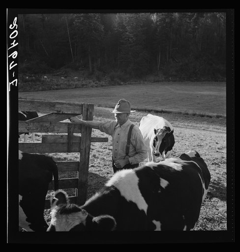 Untitled photo, possibly related to: Western Washington, Lewis County, near Centralia. Farmer brings his team up from the pasture. Has own small cut-over farm in Shoestring Valley for twenty years