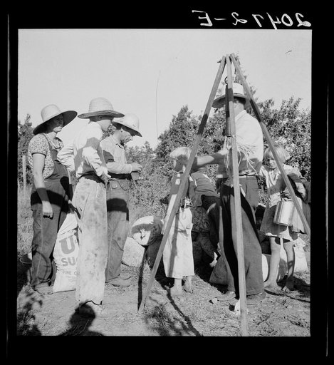 Oregon, Marion County, near West Stayton. Weighing beans at scales on edge of field. Rate: one dollar per 100 pounds. General caption 46
