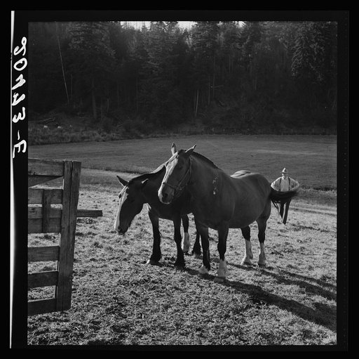Western Washington, Lewis County, near Centralia. Farmer brings his team up from the pasture. Has own small cut-over farm in Shoestring Valley for twenty years