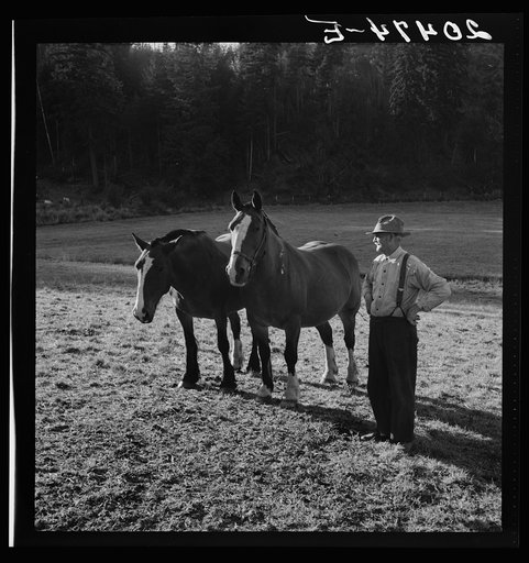 Wester Washington, Lewis County, near Centralia. Farmer shown with his team of which he is most proud. He cleared his land twenty years ago. See negative 20473-E