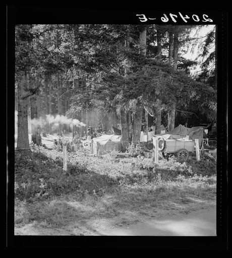 Oregon, Marion County, near West Stayton. Large private auto camp in woods at end of day. Bean pickers from many states. General caption 46