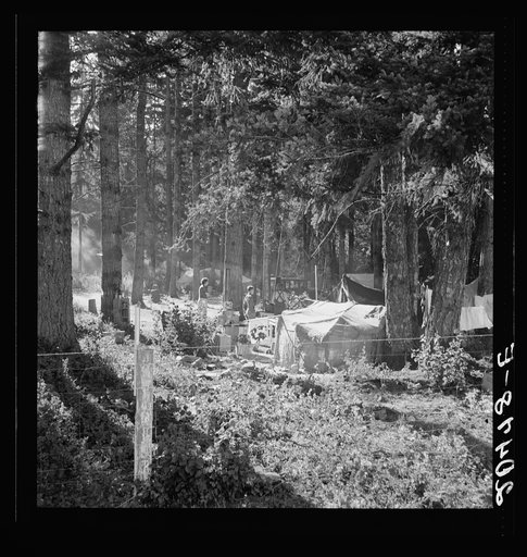 Oregon, Marion County, near West Stayton. Large private auto camp in woods at end of day. Bean pickers from many states. Refer to general caption 46