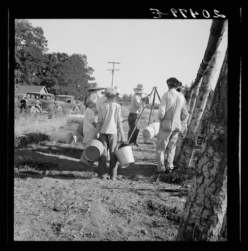 Untitled photo, possibly related to: Oregon, Marion County, near West Stayton. Weighing beans at scales on edge of field. Rate: one dollar per 100 pounds. General caption 46