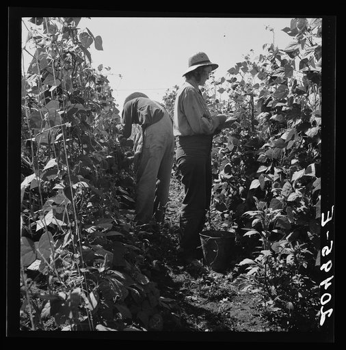 Oregon, Marion County, near West Stayton. Migrant pickers harvesting beans. Farm people came from South Dakota
