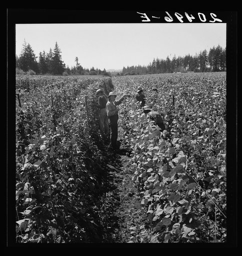 Untitled photo, possibly related to: Oregon, Marion County, near West Stayton. Migrant pickers harvesting beans. Farm people came from South Dakota