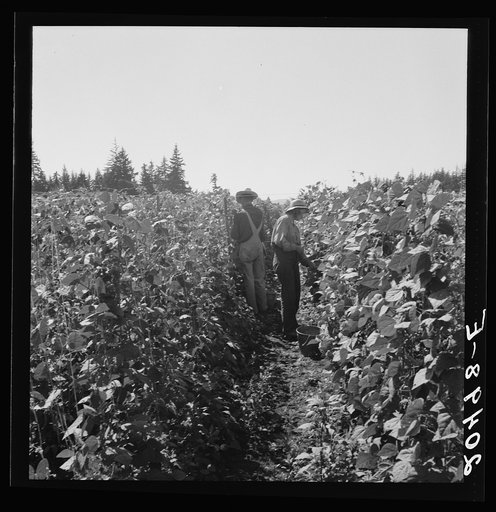 Untitled photo, possibly related to: Oregon, Marion County, near West Stayton. Migrant pickers harvesting beans. Farm people came from South Dakota