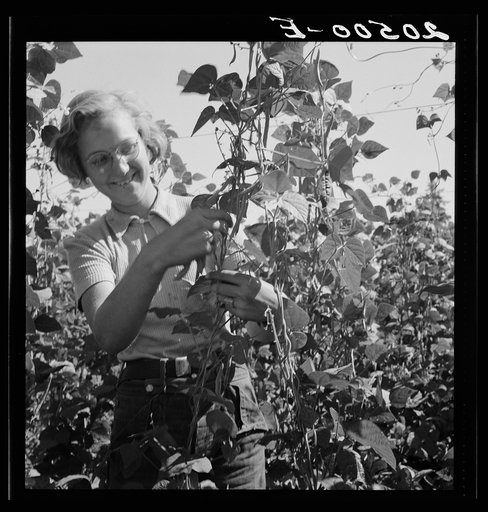 Oregon, Marion County, near West Stayton  Local high school girl, who picks beans during vacation time. See general caption number 46