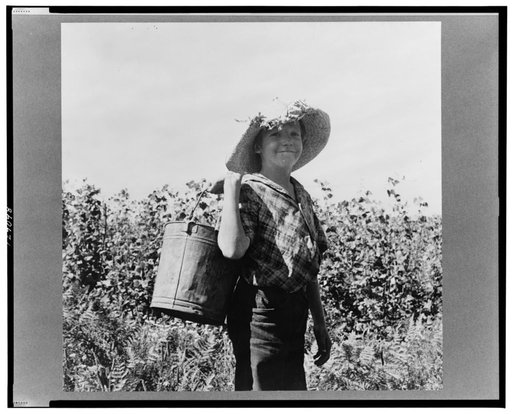 Oregon, Marion county, near West Stayton. Many children work in the bean harvest, as in the Oregon hop harvest. See "Pick for your supper." Sidel, Nation Child Labor Committee. General caption number 46