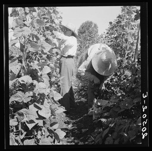 Untitled photo, possibly related to: Oregon, Marion County, near West Stayton. Migrant pickers harvesting beans. Farm people came from South Dakota