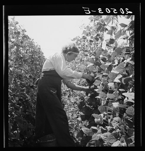 Untitled photo, possibly related to: Oregon, Marion County, near West Stayton. Migrant pickers harvesting beans. Farm people came from South Dakota