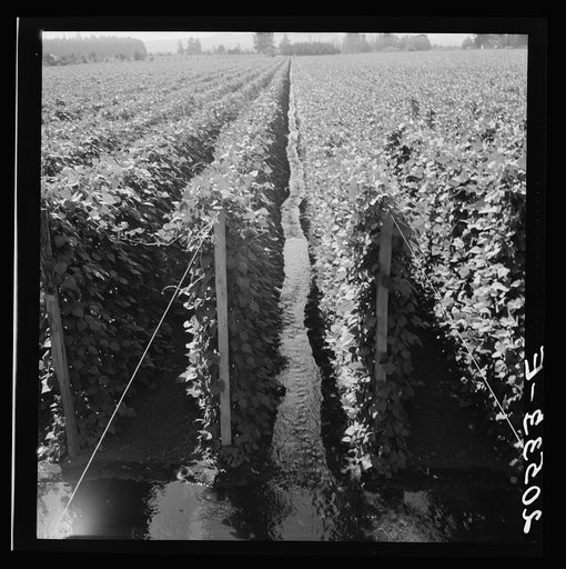 Untitled photo, possibly related to: Oregon, Marion County, near West Stayton. Beanfield showing irrigation. See general caption number 46