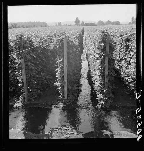 Oregon, Marion County, near West Stayton. Beanfield showing irrigation. See general caption number 46