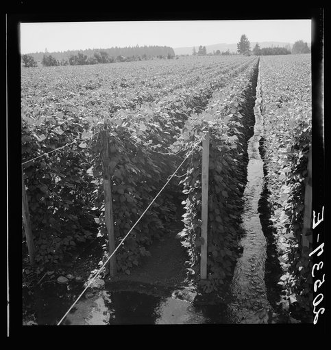 Untitled photo, possibly related to: Oregon, Marion County, near West Stayton. Beanfield showing irrigation. See general caption number 46