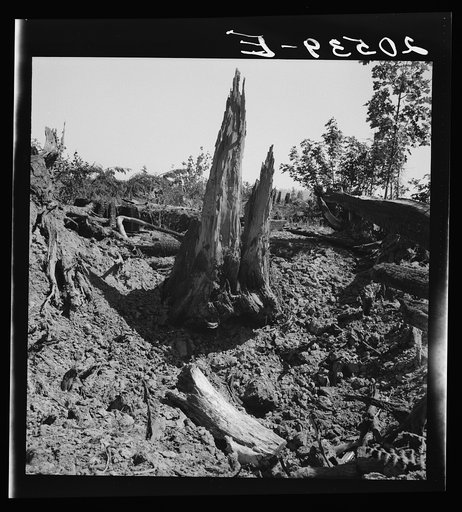 Western Washington, Lewis County, near Vader. Stumps on Nieman farm where bulldozer is working. See general caption number 41