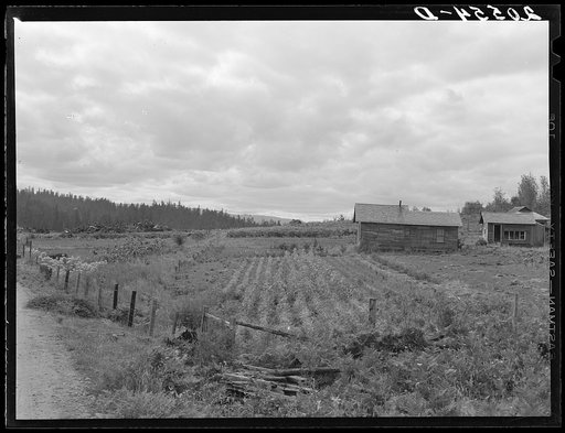 Stump farm seen from the road. Note stump pile in distant field at left, where the bulldozer has just cleared another patch. Farm Security Administration (FSA) borrowers on non-commercial experiment plan. Name of client: "Olds." Western Washington, Thurston County, Michigan Hill. General caption thi