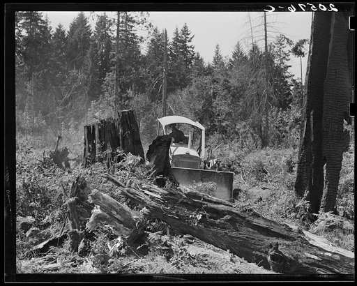 Bulldozer equipped with grader blade pushing over a stump. Western Washington, Lewis County, near Vader, Washington. See general caption number 46