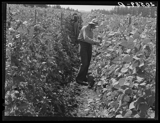 Migratory bean pickers, came from Dakota. Oregon, Marion County, near West Stayton. See general caption number 46