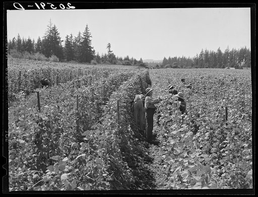 Bean pickers at harvest time. Pickers in foreground came from South Dakota. Oregon, Marion County, near West Stayton