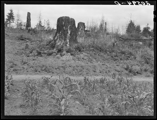Shows charater of the land in the hills surrounding Elma. Western Washington, Grays Harbor County, three miles north of Elma. See general caption number 38