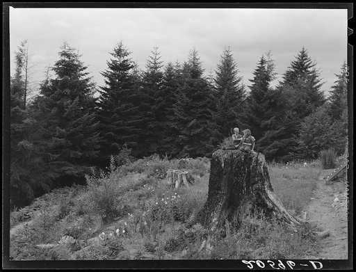 Untitled photo, possibly related to: Shows charater of the land in the hills surrounding Elma. Western Washington, Grays Harbor County, three miles north of Elma. See general caption number 38