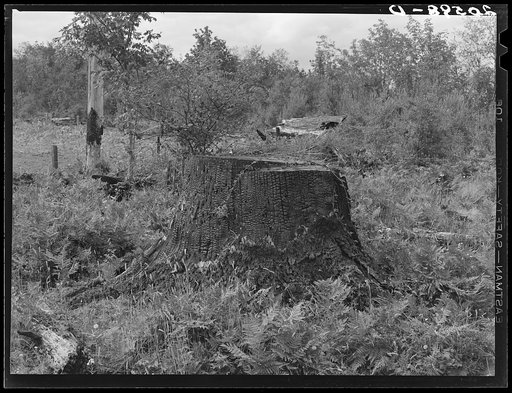 Character of roadside approaching Arnold farm. Western Washington, Thurston County, Michigan Hill. See general caption number 36